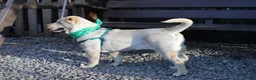 Mixed Breed dogs for adoption: ❤️🐶 LAIMA – HOW IS THIS WONDERFUL GIRL WAITING - Advert 19