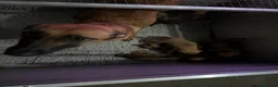 Belgian Shepherd Dog dogs for sale: Last 3 girls ready to leave now kc registered  - Advert 1