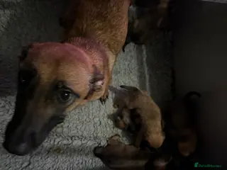Belgian Shepherd Dog dogs Last 2 girls ready to leave now kc registered - Advert 7