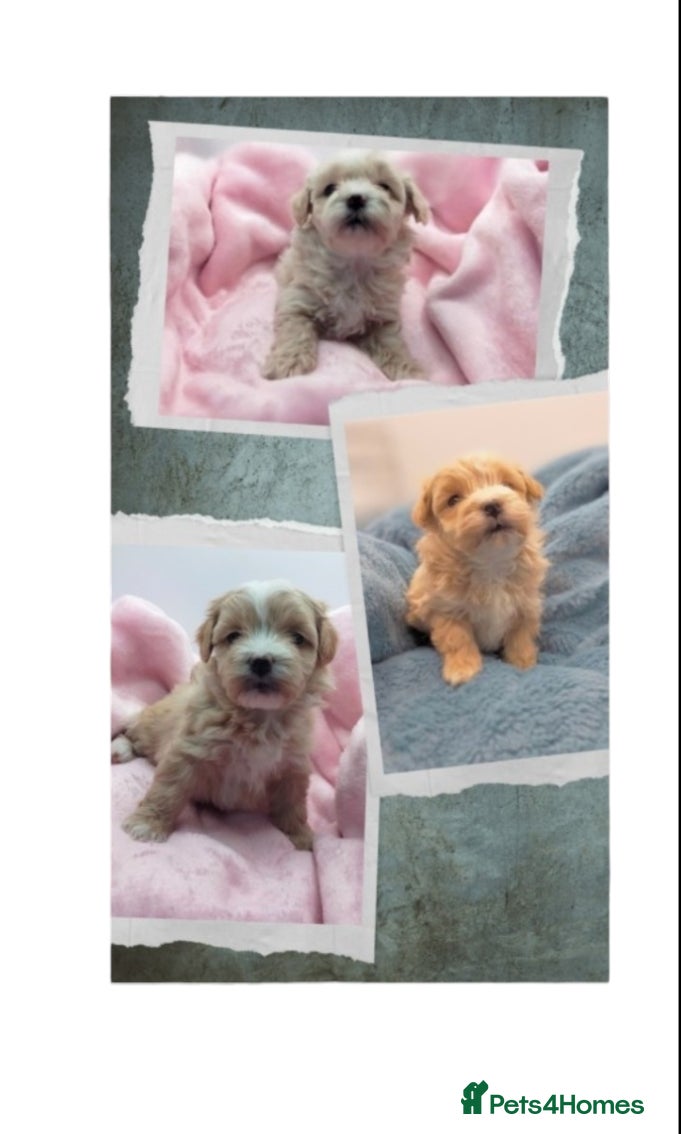 Maltipoo dogs Stunning F1 Maltpoo's Fully Health Tested - Advert 6