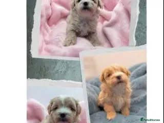 Maltipoo dogs Stunning F1 Maltpoo's Fully Health Tested - Advert 6