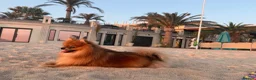 Pomeranian dogs for sale: Quality KC registered Pomeranian Female Puppies  - Advert 10