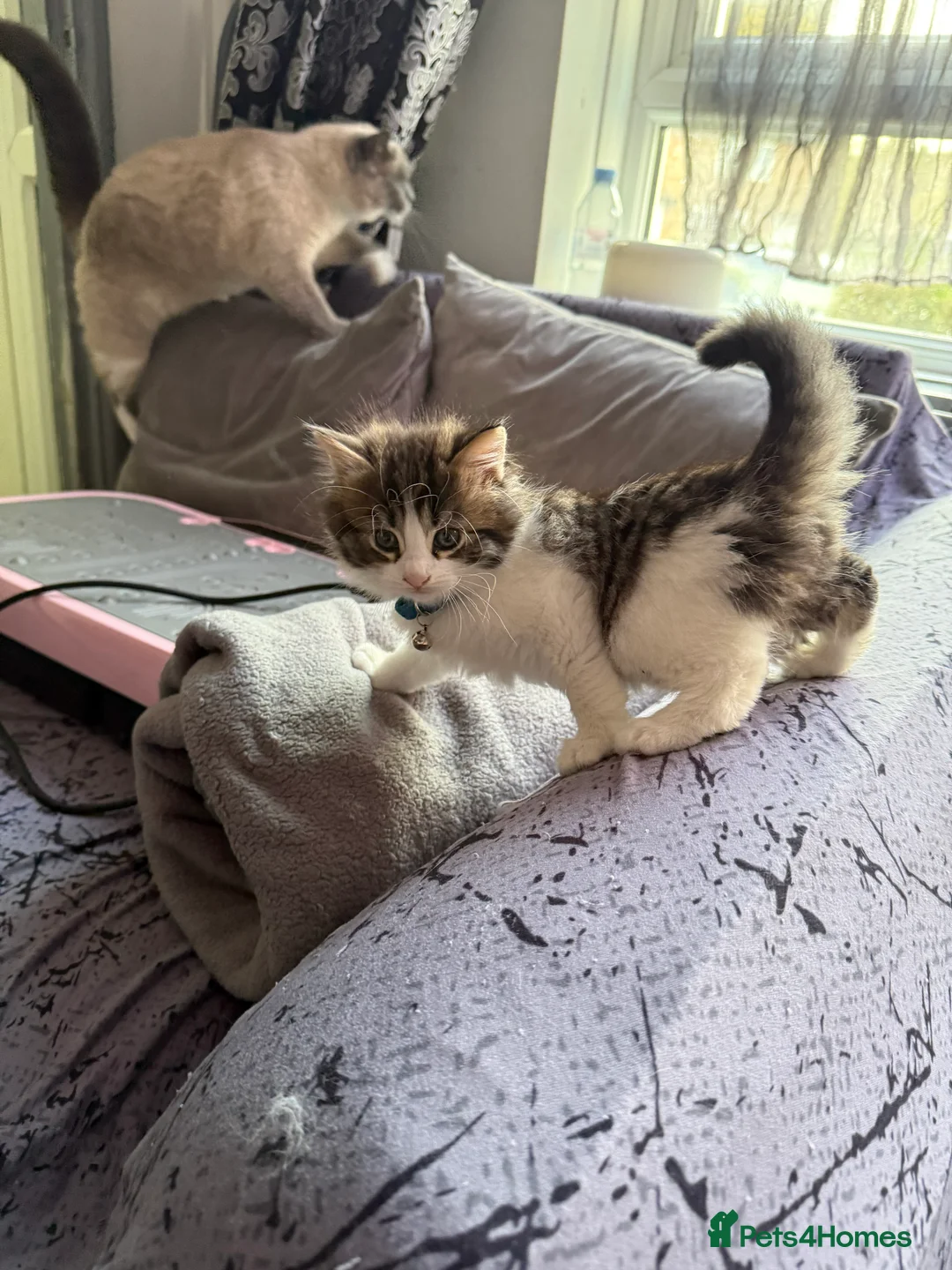 Ragcoon cats for sale: RAGCOONS  - Advert 9