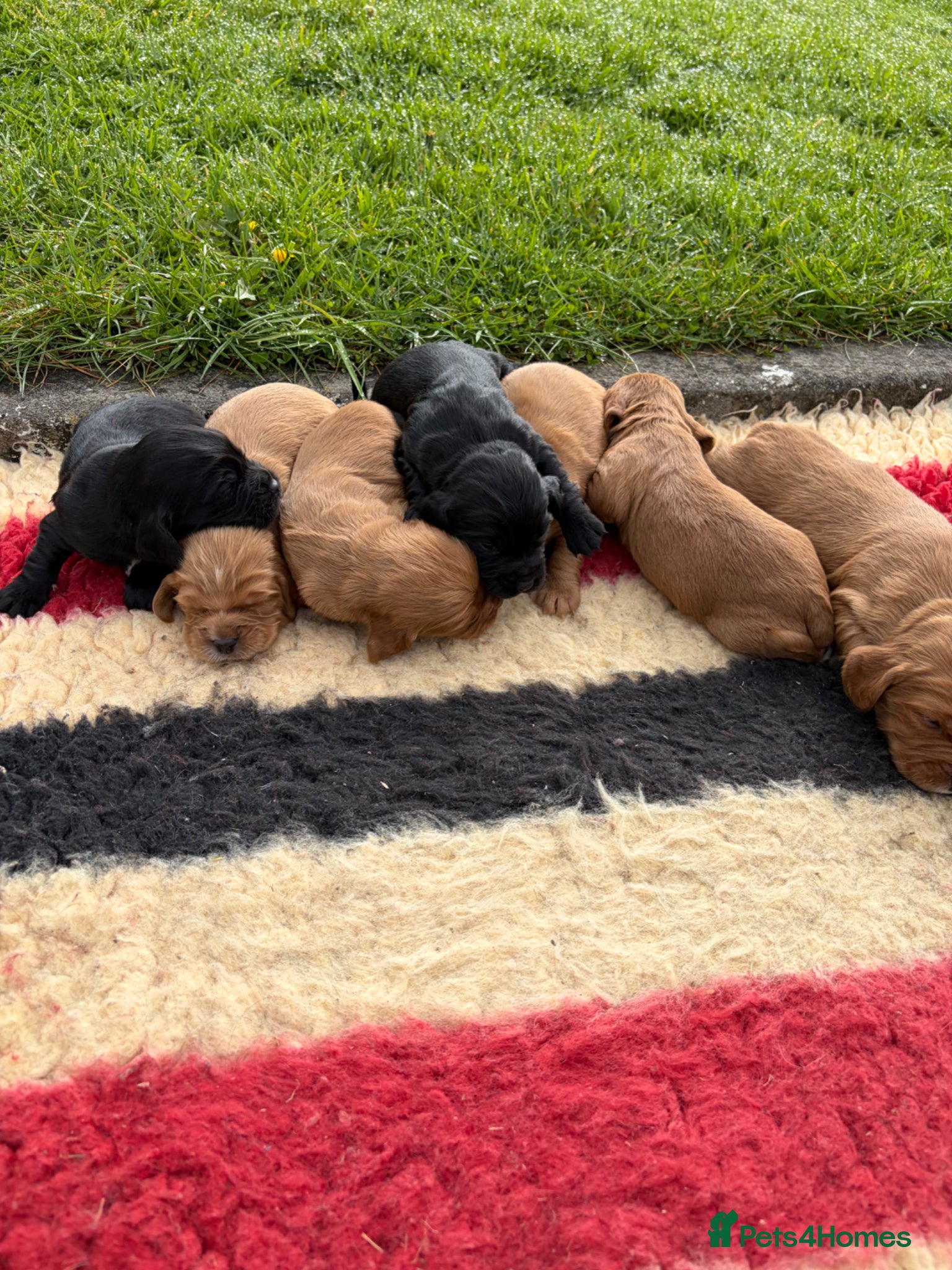 Cocker Spaniel dogs Stunning cocker spaniel puppies  - Advert 1