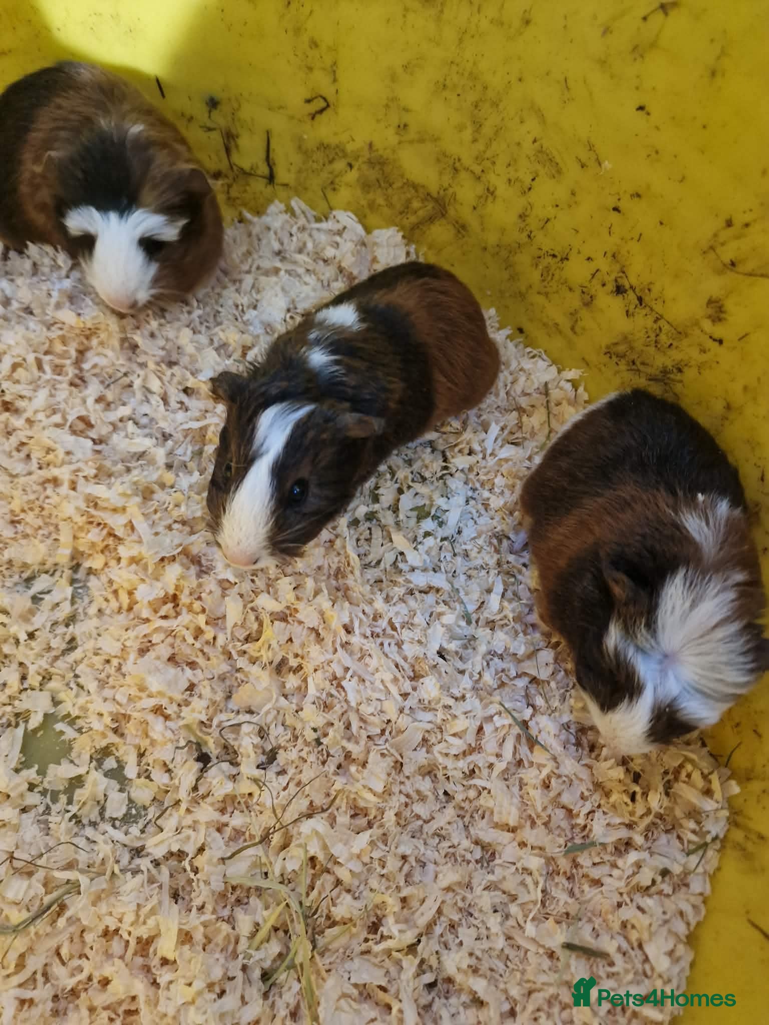 Mixed Breed rodents Baby boy and girls guinea pigs ready soon - Advert 6