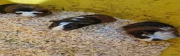 Mixed Breed rodents for sale: Baby boy and girls guinea pigs ready soon - Advert 1