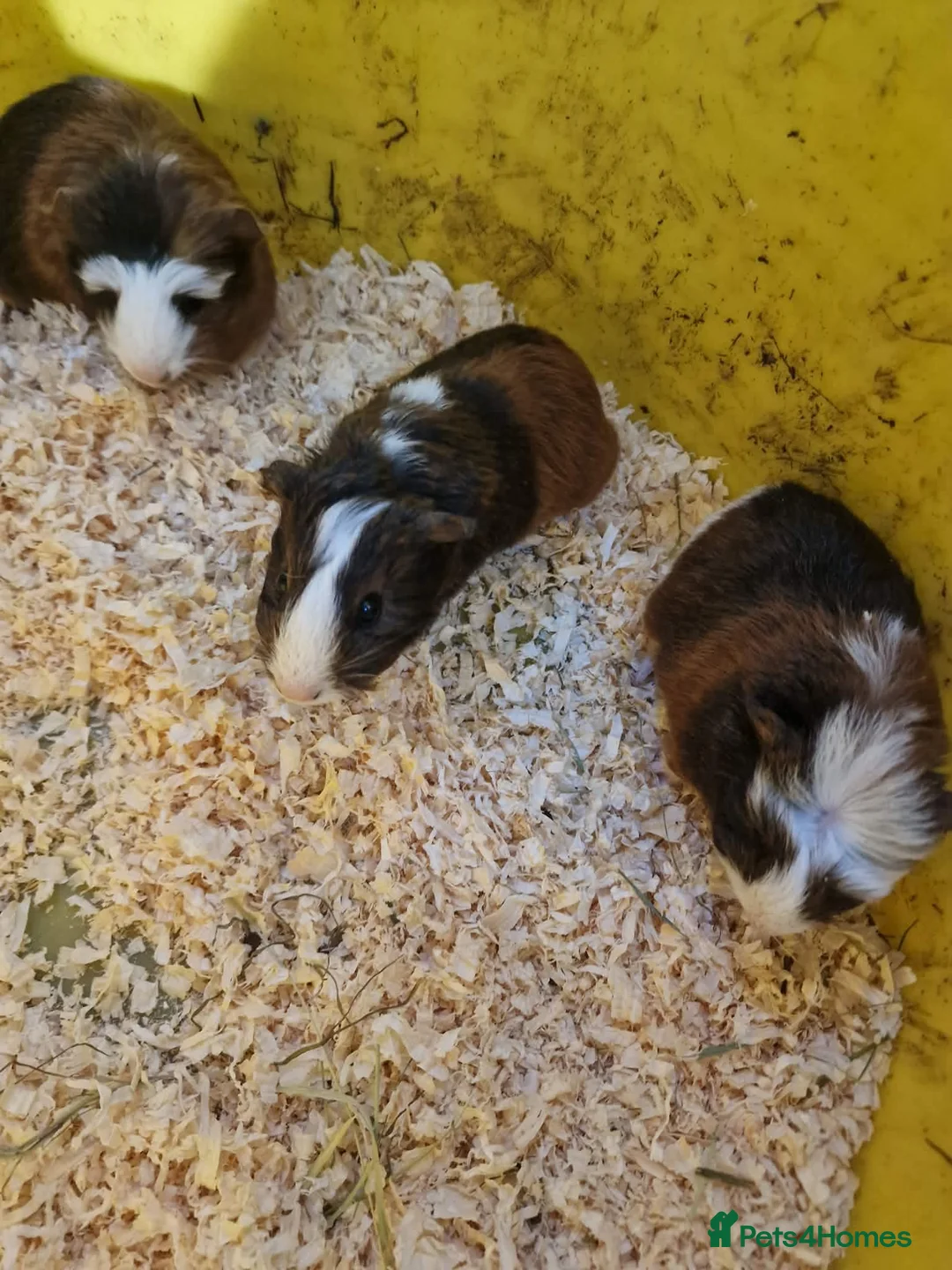 Mixed Breed rodents for sale: Baby boy and girls guinea pigs ready soon - Advert 1