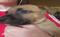 Bullmastiff dogs for sale: Bullmastiff puppy female  - Image 14