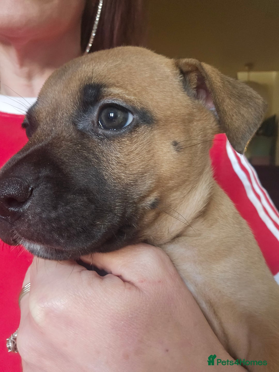 Bullmastiff dogs for sale: Bullmastiff puppy female  - Image 14