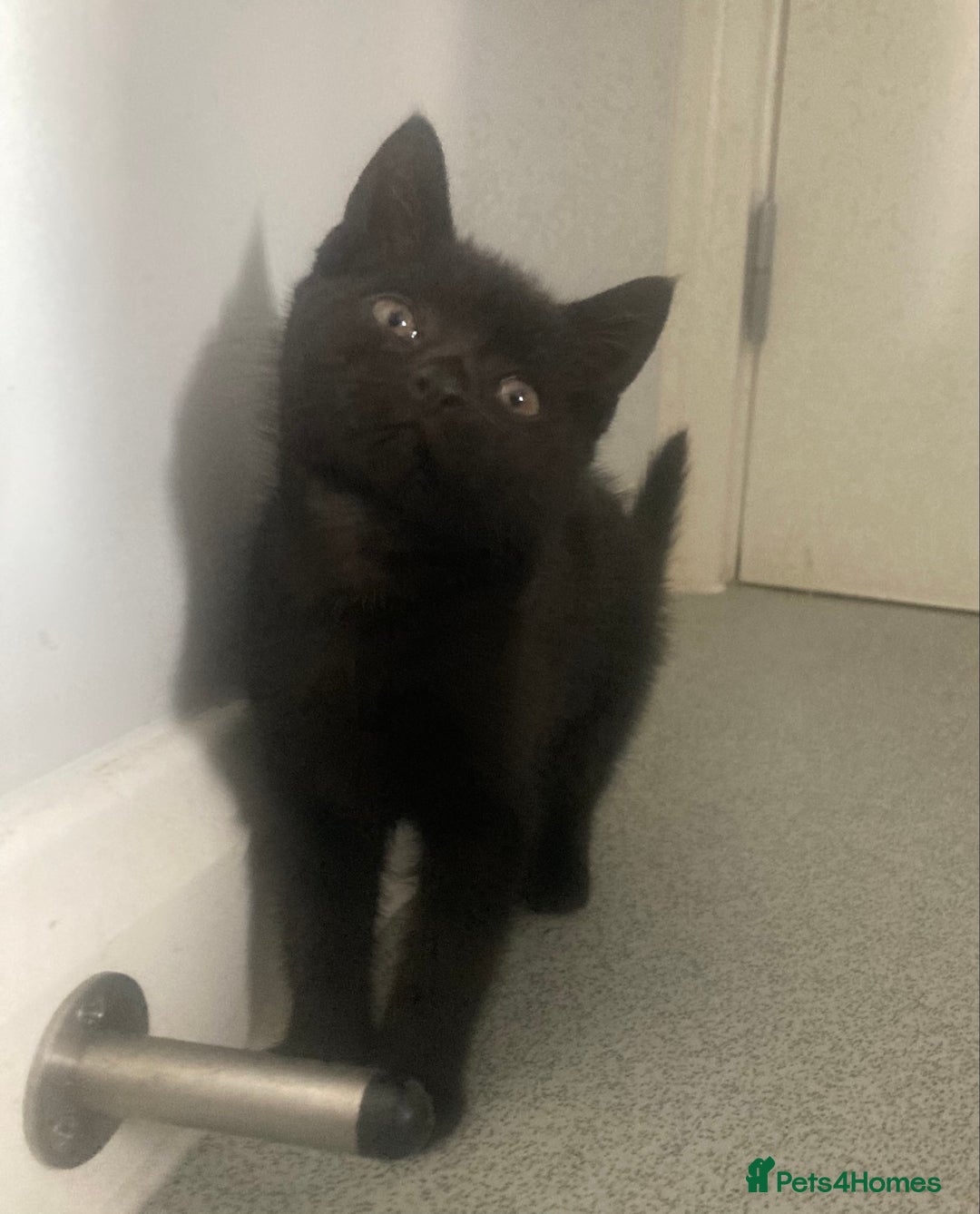 Mixed Breed cats for sale: Black kittens for sale still available - Image 13