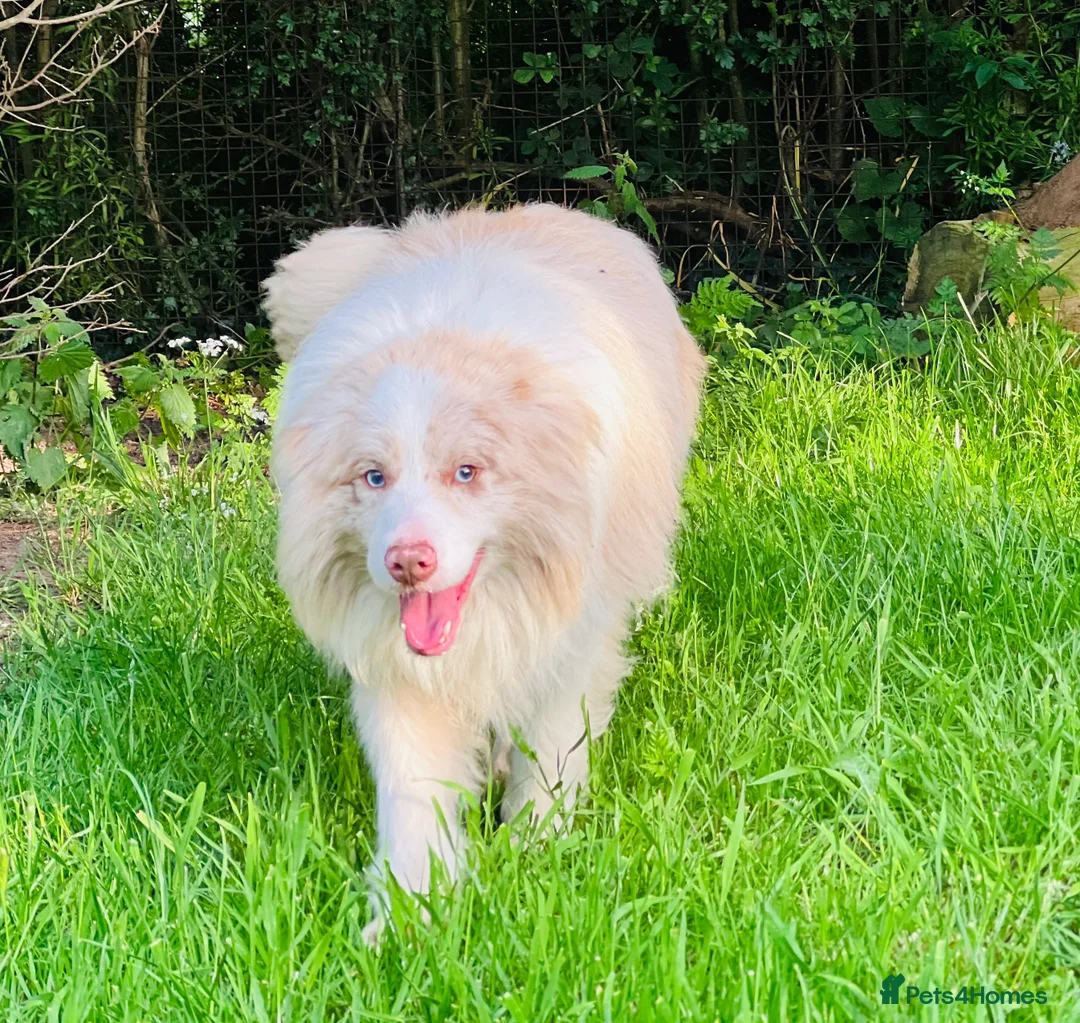 Border Collie dogs for stud: Stud KC Reg Border Collie Lilac Merle - Proven - Advert 2