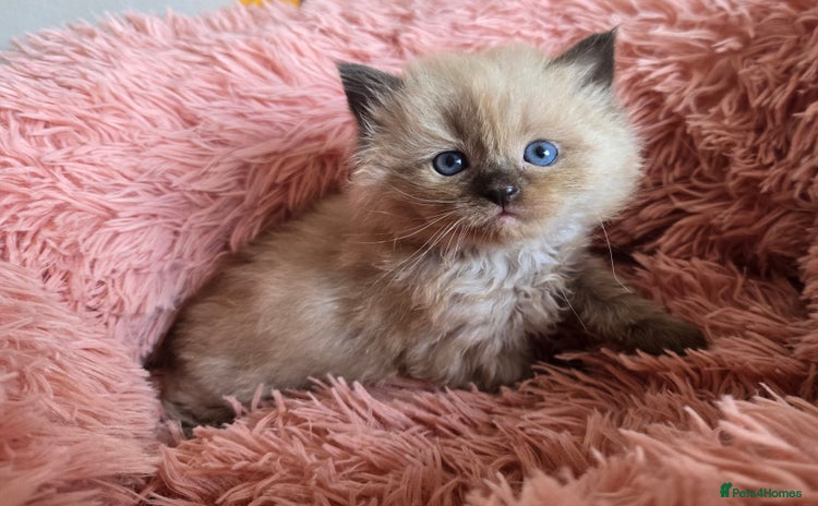 Ragdoll cats - Advert 15