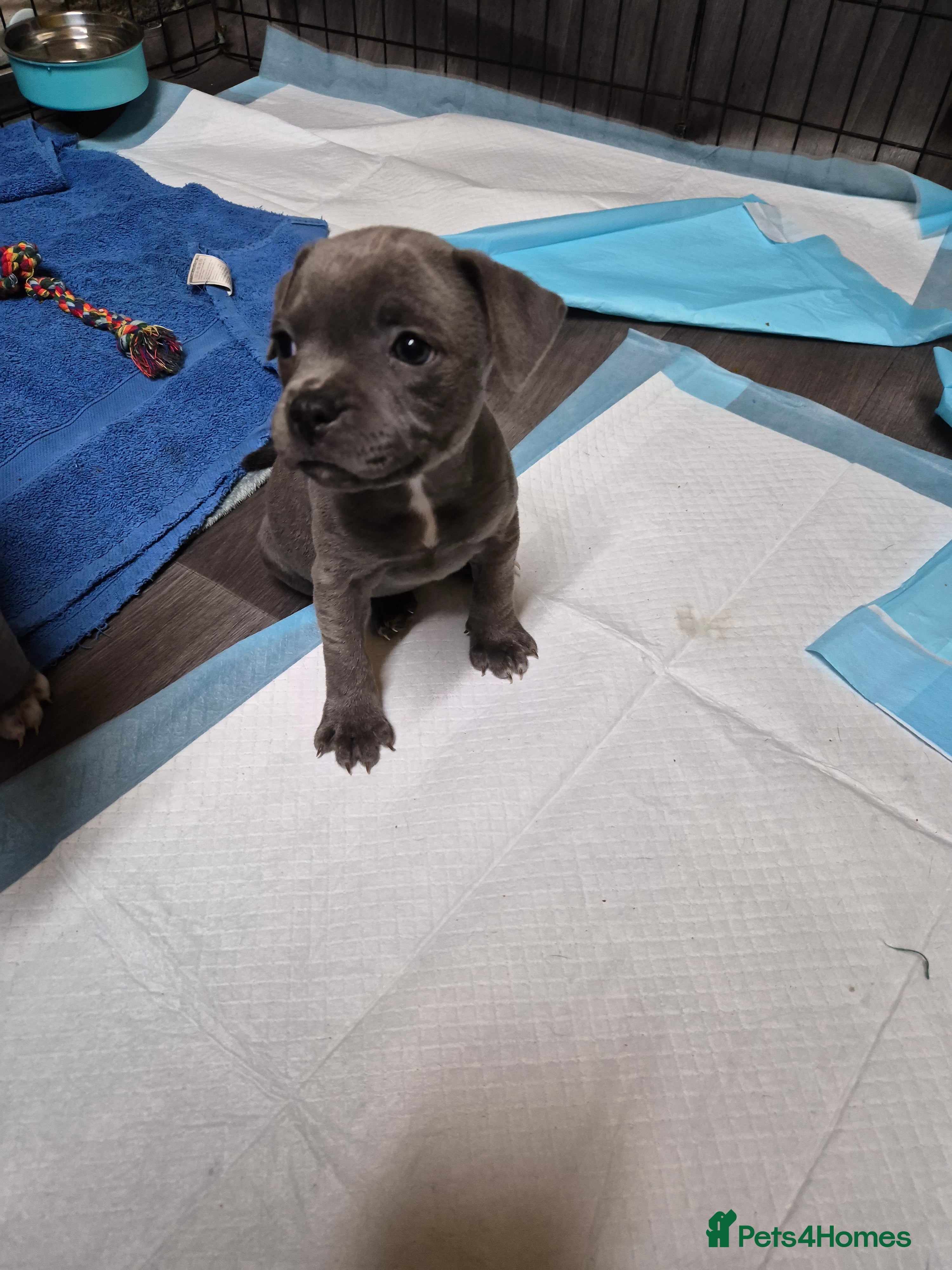 Staffordshire Bull Terrier dogs A Stunning Blue & White KC Reg Staffy Puppies - Advert 2