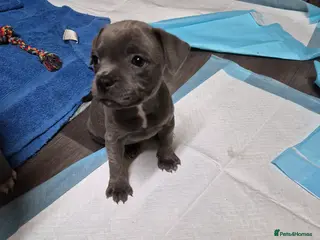 Staffordshire Bull Terrier dogs A Stunning Blue & White KC Reg Staffy Puppies - Advert 2