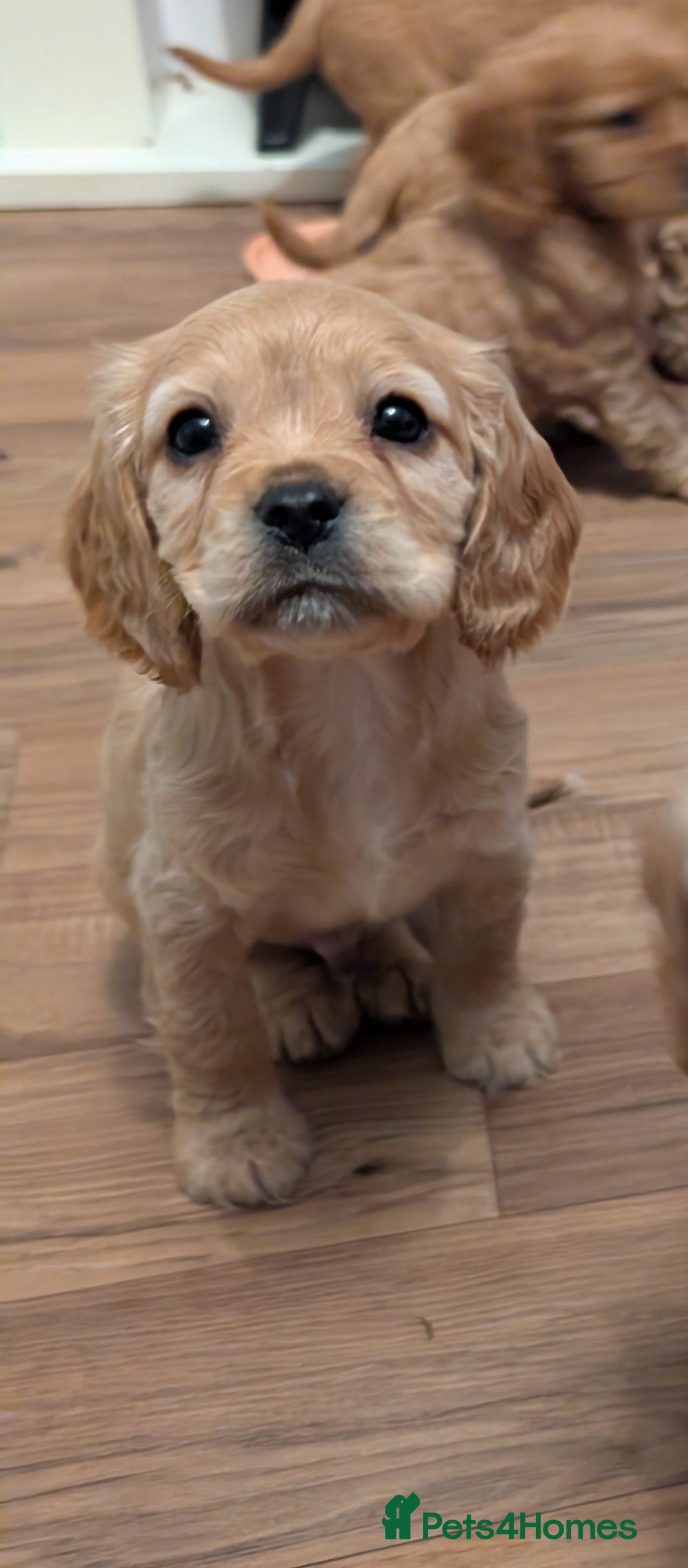 Cockalier dogs Cockalier Puppys - Advert 17