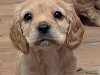 Cockalier dogs Cockalier Puppys - Advert 17