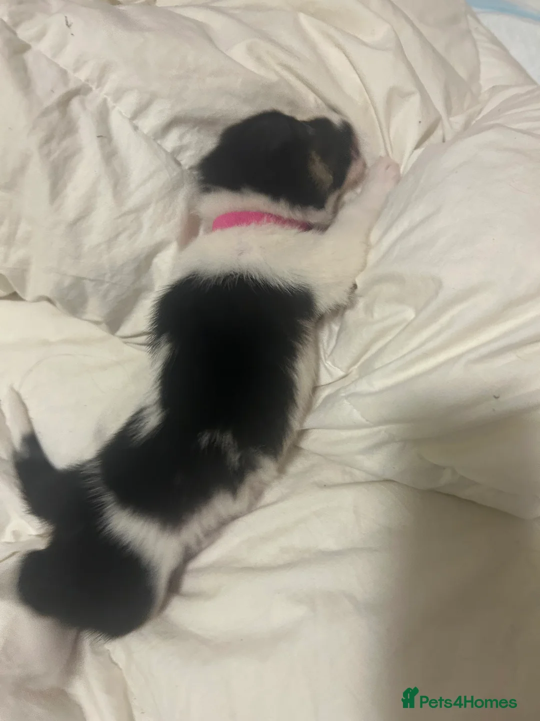 Border Collie dogs for sale: ✨ Last remaining border collie puppy ✨ - Advert 29