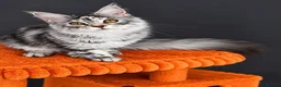 Maine Coon cats for sale: 🐾💕STUNNING XL PUREBRED MAINE COON GIRL 💕🐾 - Advert 5