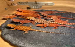 Bearded Dragon reptiles for sale: Baby high red morph bearded dragons  - Image 3