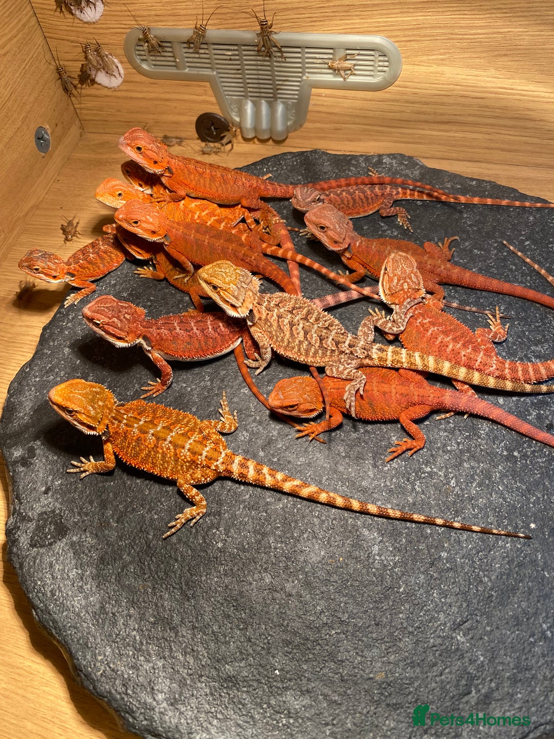 Bearded Dragon reptiles for sale: Baby high red morph bearded dragons  - Image 3