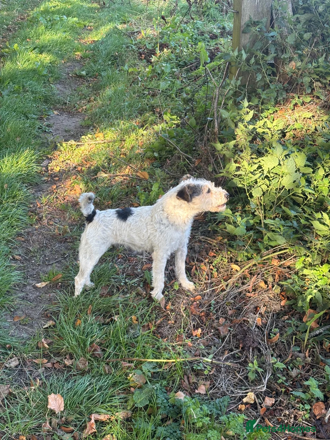 Jack Russell dogs for sale: 4 year old Russel bitch  - Advert 2