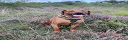 Rhodesian Ridgeback dogs for stud: Beautiful Rhodesian Ridgeback to Stud  in Lightwater - Advert 25