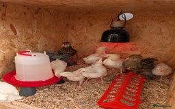 Chickens poultry for sale: Chicks - Image 22