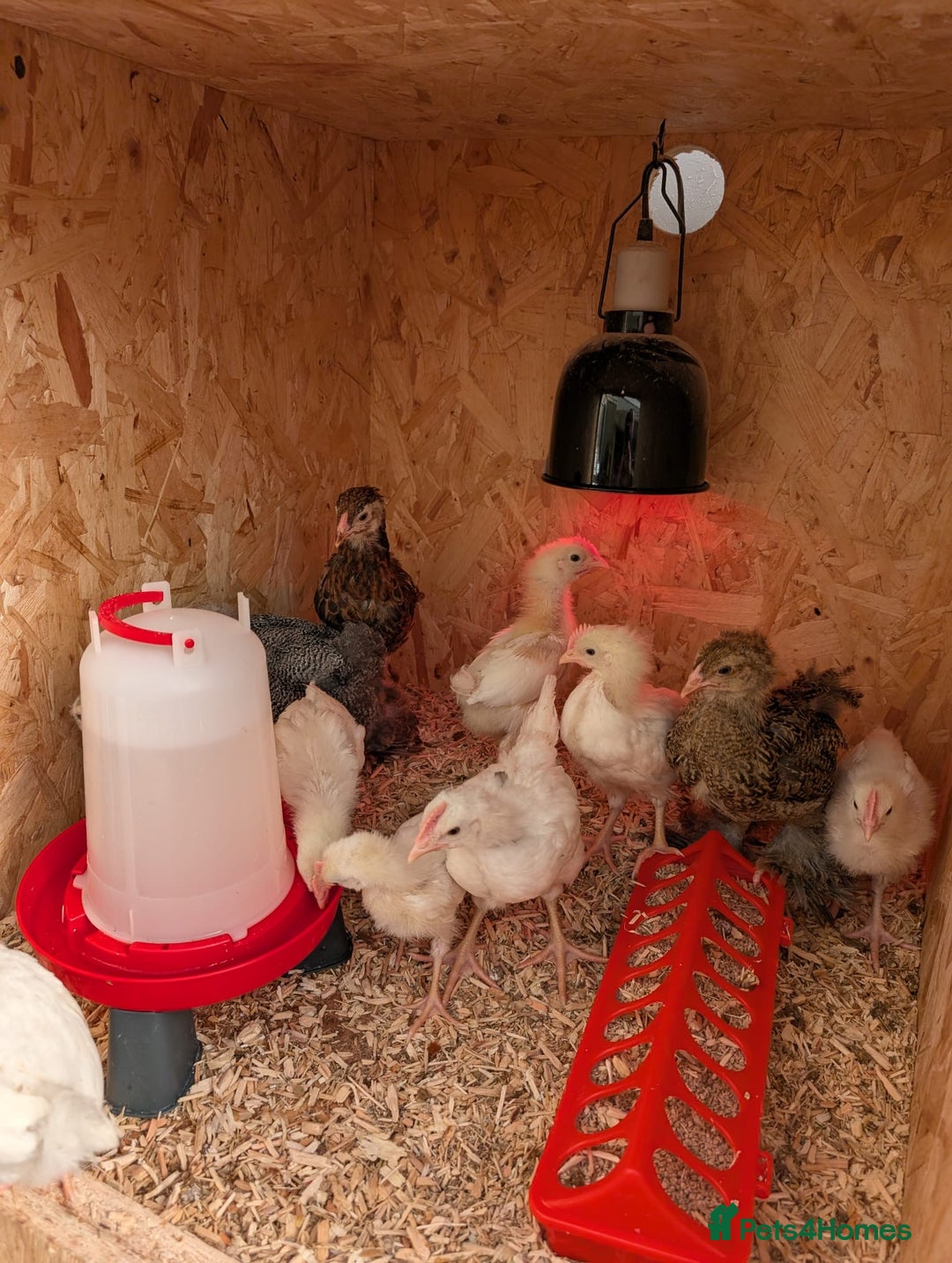 Chickens poultry for sale: Chicks - Image 22