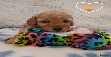 Cavapoo dogs - Advert 10