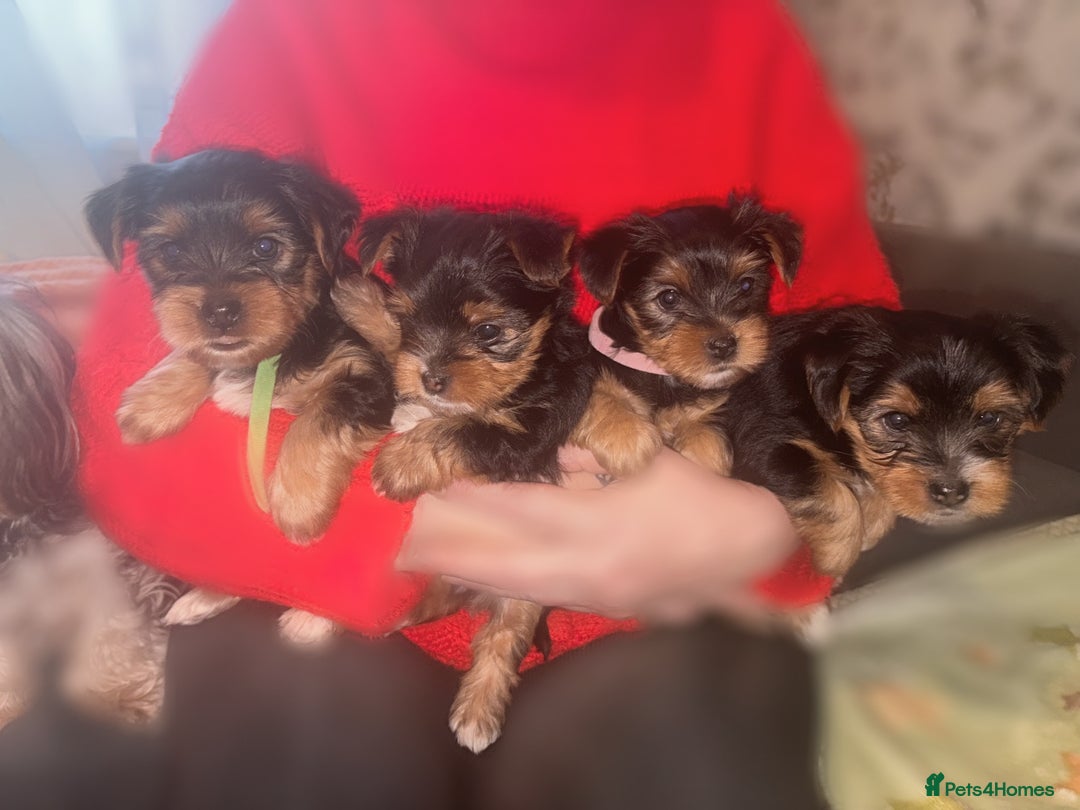 Yorkshire Terrier dogs for sale: Yorkshire Terrier Puppies For Sale - Advert 1