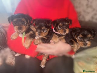 Yorkshire Terrier dogs Yorkshire Terrier Puppies For Sale - Advert 14