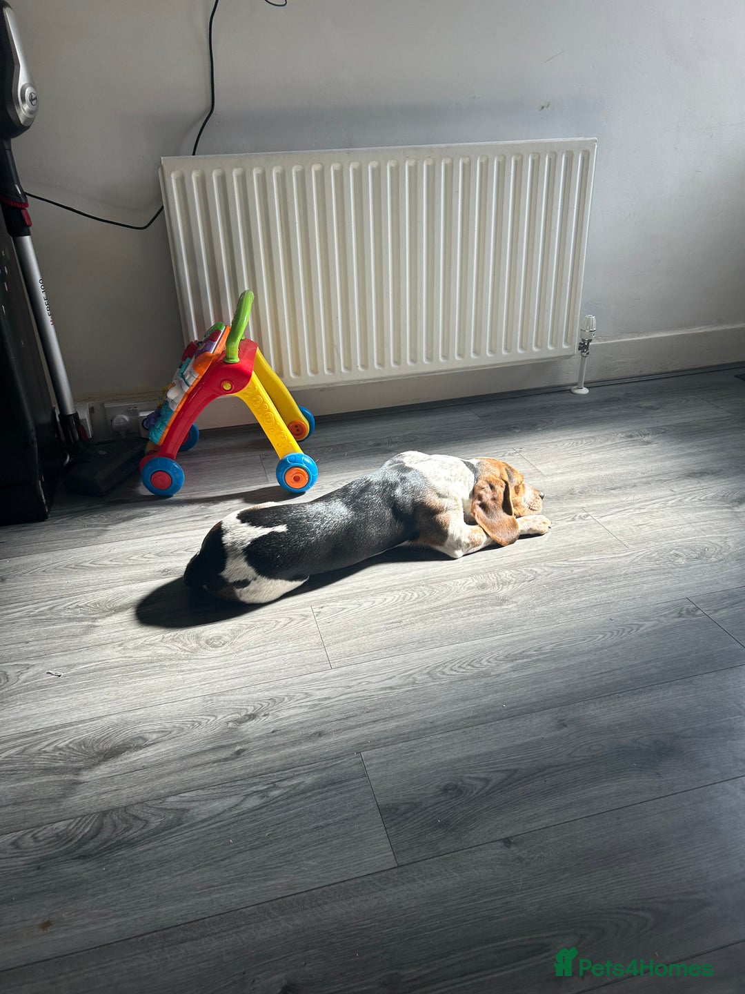 Beagle dogs for sale: Charlie Beagle - Image 11