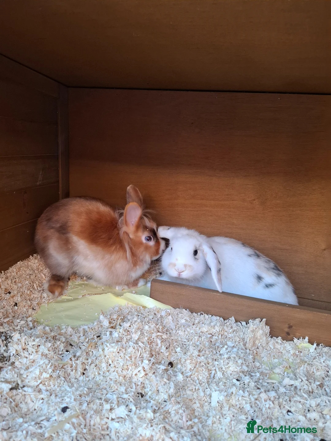 Mixed Breed rabbits for sale: 2 female bunnies for sale - Advert 2