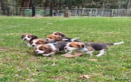 Beagle dogs for sale: Home adorable Beagle Puppies  - Image 2