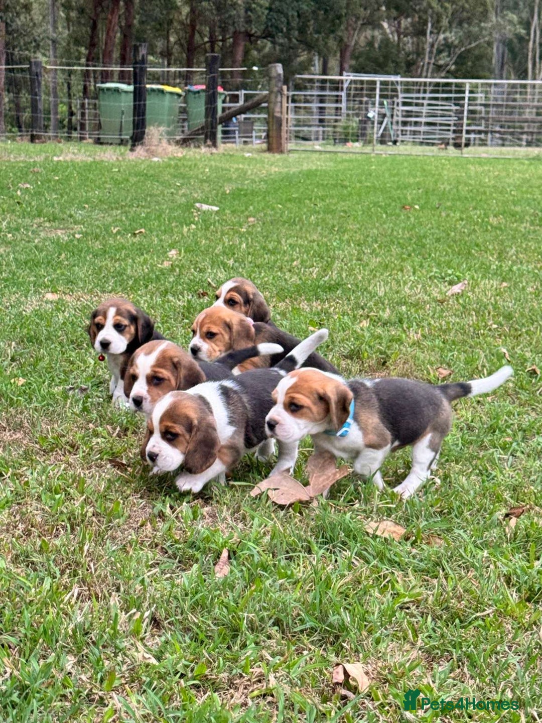 Beagle dogs for sale: Home adorable Beagle Puppies  - Image 2