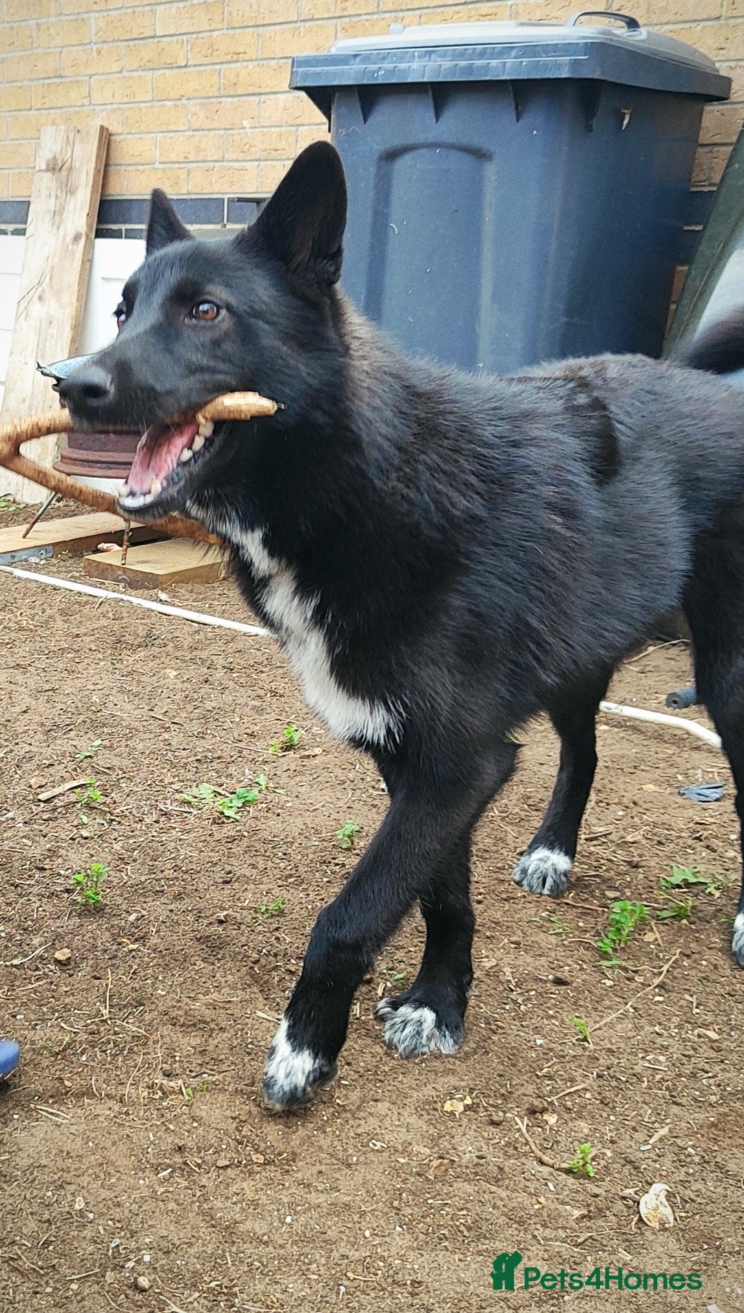 Shepsky dogs for sale: Nyxie - Image 8