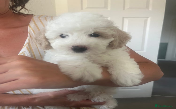 Cavapoo dogs - Advert 9
