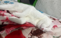Mixed Breed cats for sale: Read description White male cat for sale for free. - Image 3