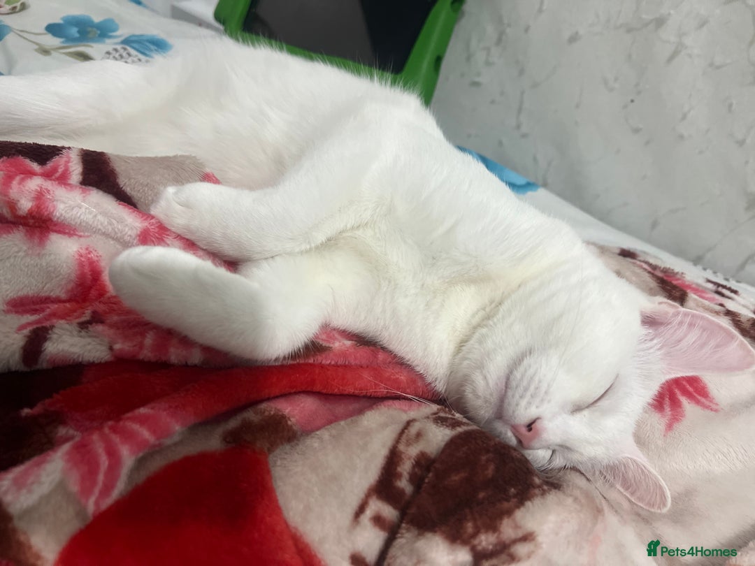Mixed Breed cats for sale: Read description White male cat for sale for free. - Image 3