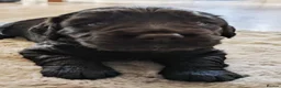 Sprocker dogs for sale: Sprocker puppies READY NOW - Advert 23