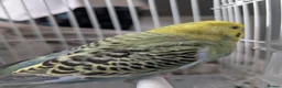 Budgerigars birds for sale:  Beautiful male budgie  - Advert 3