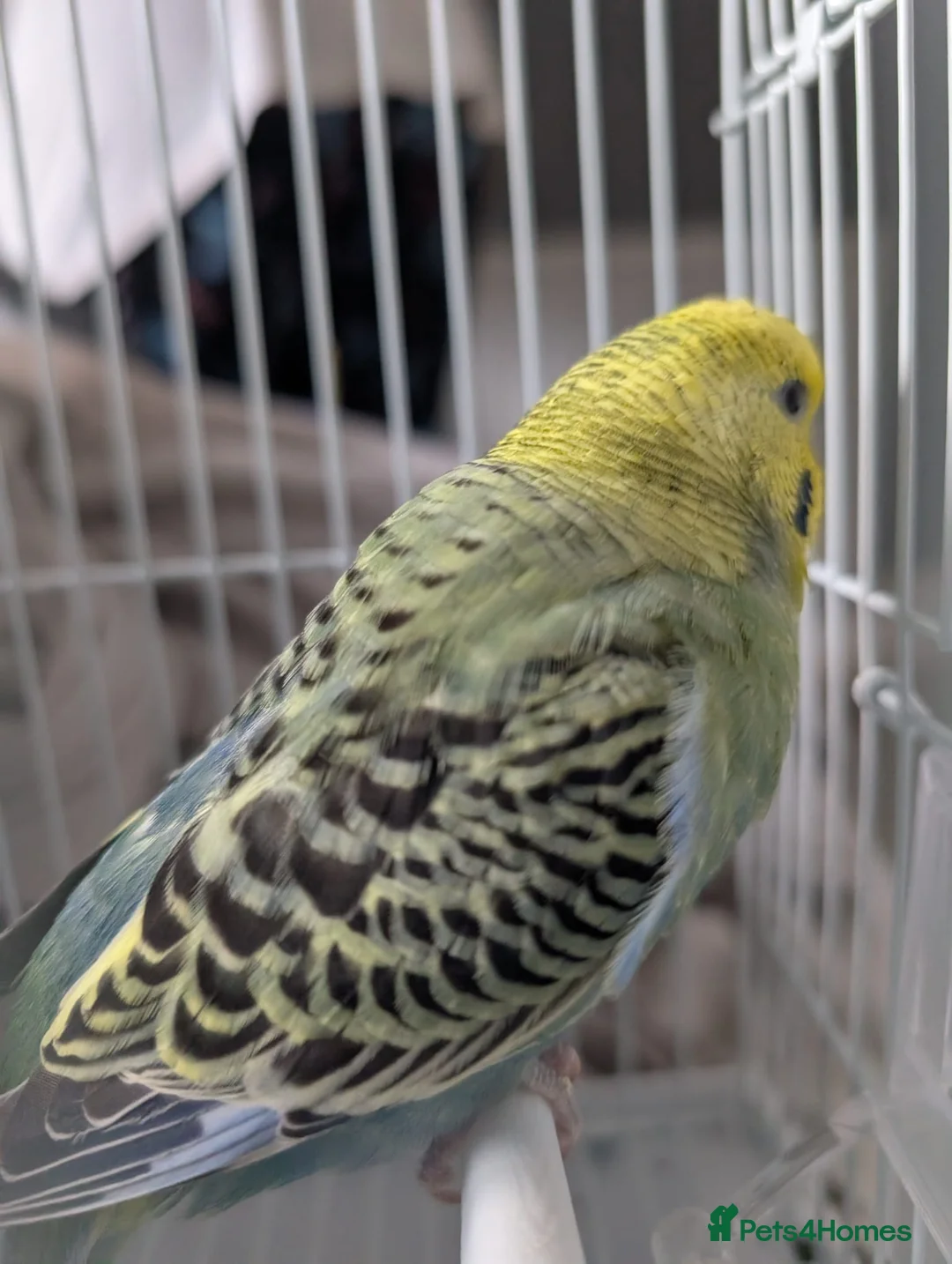 Budgerigars birds for sale:  Beautiful male budgie  - Advert 3