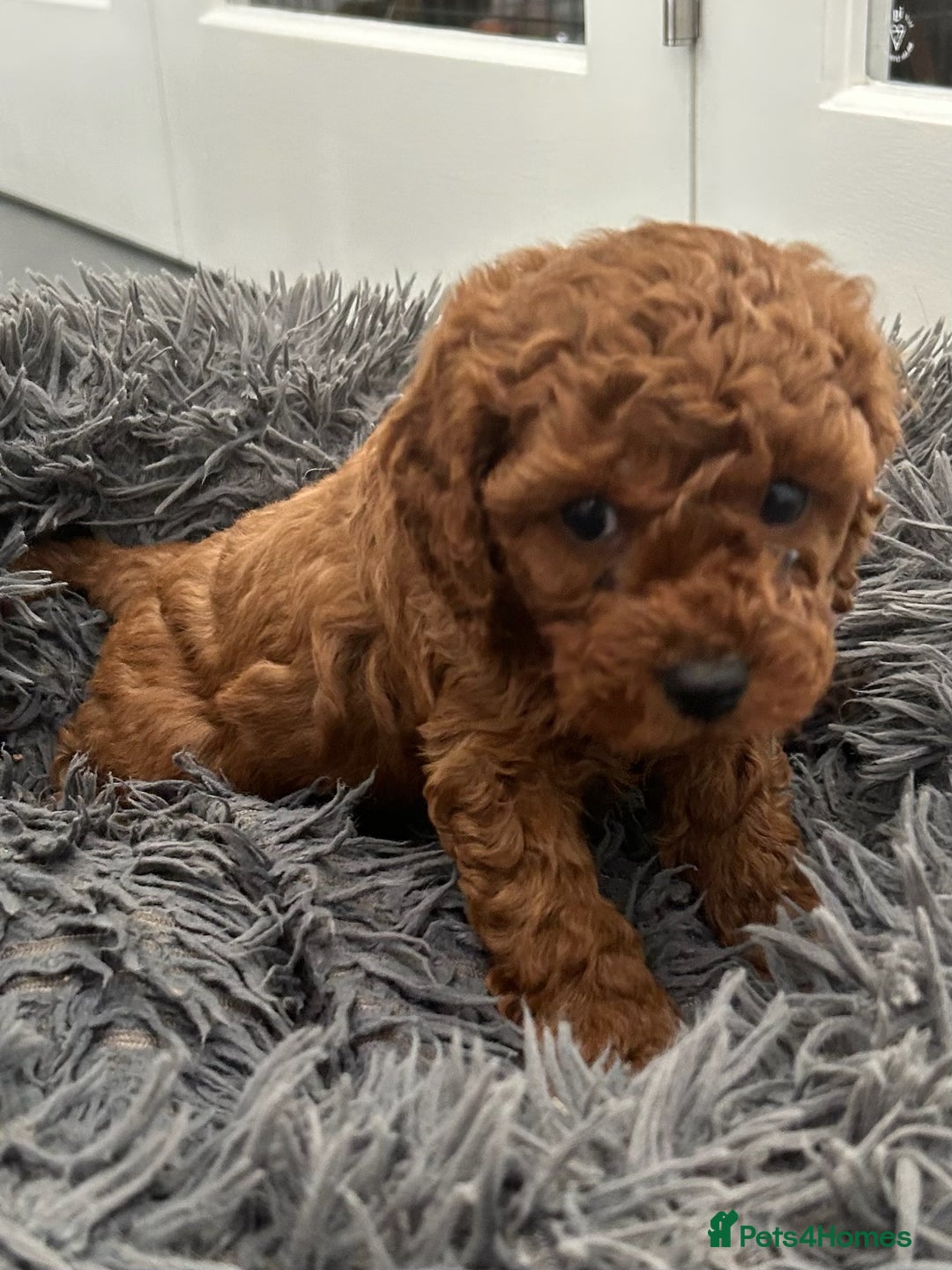 Cavapoo dogs for sale: F1B CAVAPOO FOX RED - Image 5