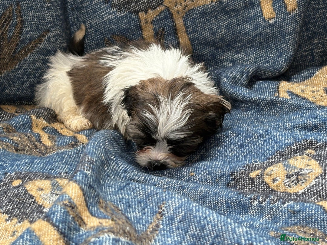 Mixed Breed dogs for sale: Hypoallergenic teddy puppies  in Lincoln - Image 5