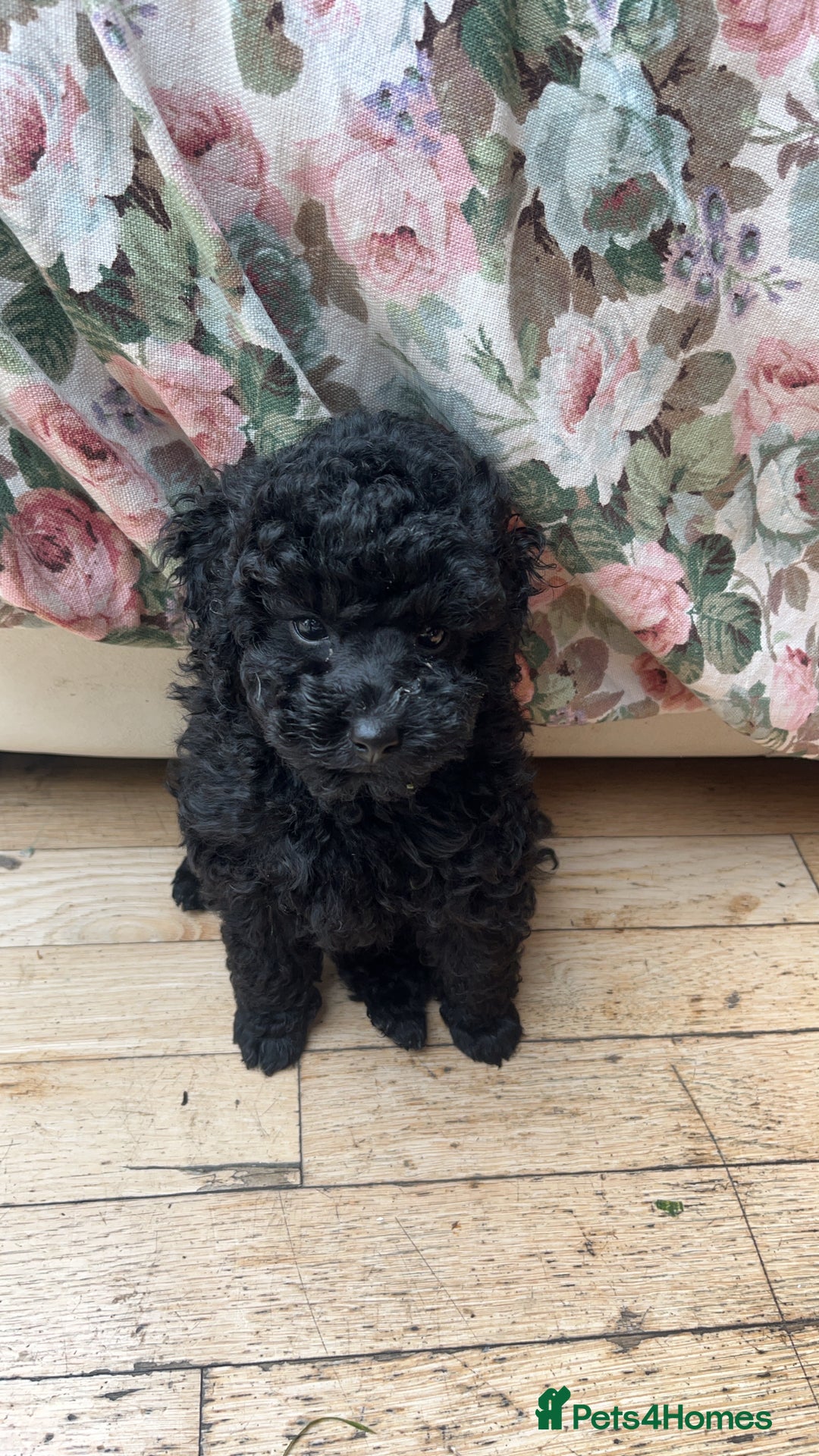 Toy Poodle dogs for sale: Toy Poodle Puppy Black Looking for a Loving Home in London - Image 4