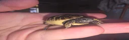 Hermann Tortoise reptiles for sale: Uk Bred Hermann Tortoises ready now! - Advert 8