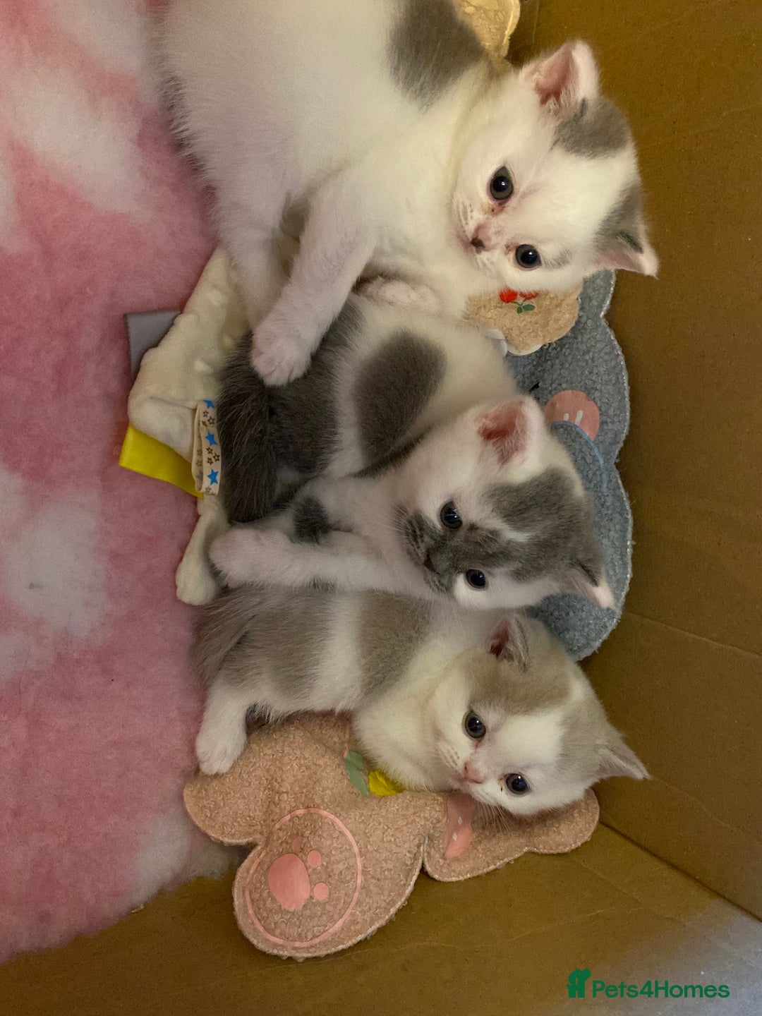 British Shorthair cats for sale: Beautiful kittens direct IGrCh, GrCh & Ch lines - Image 6