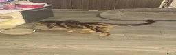 Mixed Breed cats for sale: Stunning kittens for sale - Advert 34