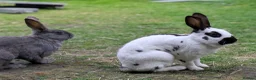 English Spot rabbits for sale: English Spot Bonded Pair - Advert 10