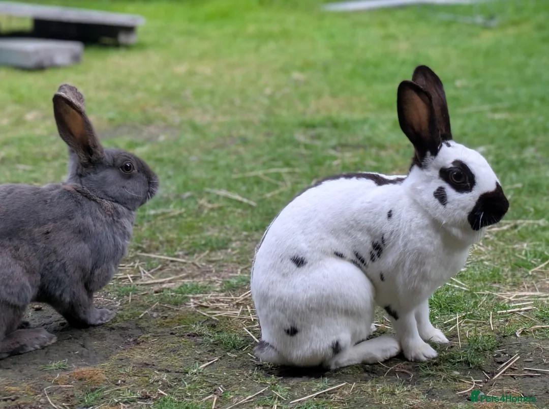 English Spot rabbits for sale: English Spot Bonded Pair - Advert 10